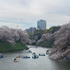 東京ボッチ旅　千鳥ヶ淵の桜