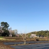 柚木台から見た満開の桜と富士山