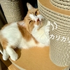 るるちゃんの夜泣きともなちゃんのいびきが止まった…？