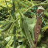 庭で夏野菜 ９　【キュウリ】