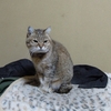 ママ猫の、ミーコ。