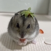 いちごの妖精？いちご🍓とハムスター🐹【YouTube動画紹介】