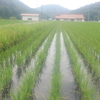 採種田