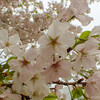 春の花４