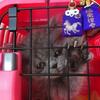 まめ ペットクリニックへＧＯ！ ・・・ その１