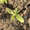 春の準備のこぼれダネ🌱