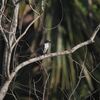 ソデグロムクドリ(Black-winged Starling)