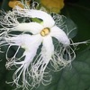 キカラスウリの花