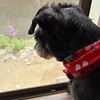 ふくすけ特集やっちゃうよ