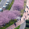 土手の桜は満開