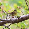 ～桜ケ瀬～今日の鳥さんたち♪