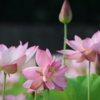 夜明けに輝く、ヤマサ蓮の花苑の神秘