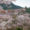 2024年吉野の桜