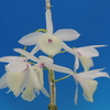 Dendrobium aphyllum f.albescens`Lucy Boy&#039; SM/JOGA