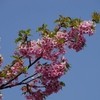 河津の桜は2色も3色もまた良し　～家でも桜～