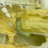 ウリキンウワバの幼虫