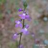 マツバウンラン Nuttallanthus canadensis