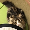 僕と猫。秋葉原店/秋葉原駅周辺の動物カフェ/猫のいるお店（癒し）体験談レポート