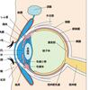 登録販売者資格　〜感覚器官（目・鼻・耳） Part.5　涙器〜