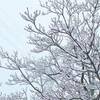 節約で降参した日