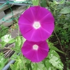 庭の花壇　2019.07.27。