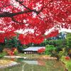 【紅葉が見ごろ?　海住山寺、浄瑠璃寺へ】