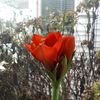 Amaryllis Flowering Status: January 8, 2024