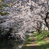 姫路城の桜　Cherry tree blooming in Himeji Castle