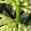 とうとう花が終わり茎を切りました！「ドラセナ・ジェレ」の3つの花