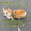 レオの手術無事に終わりました⭐