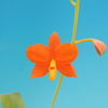 Prosthechea vitellina  `Setting Sun'