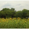 ひまわり～馬見丘陵公園