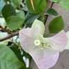 明日は盆の入り～義父の思い出