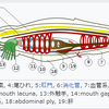 真のご先祖様は……ナメクジウオだった！