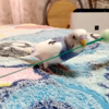 【ここすけの日常】猫じゃらしを持ってきてまで本気で遊ぶインコ！編【budgerigar】