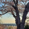 北海道では桜と梅が同時に咲くらしい。