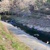 4月9日(水)秩父フライフィールドの河川情報