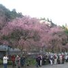 清雲寺のしだれ桜を見るために秩父へドライブ