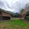 【時間帯注意】ゴールデンウィーク穴場　まだ桜の残る白川郷に行ってきた　比較的空いていたが…ほぼ見れず！！