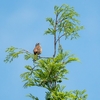 探鳥日記①：広島市森林公園