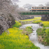 菜種梅雨の残堀川、桜と菜の花の絨毯、中央線残堀川橋梁