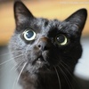 八つ当たりの黒猫