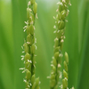 稲の花が咲き始めました。