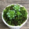多肉植物と苔で豆盆栽を作ってみました