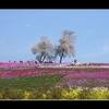 芝桜公園