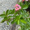 新しいバラと新しい家族