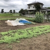 【緑肥】本格的な梅雨に入って成長を加速させるセスバニア