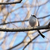 公園の野鳥達（３月１７日）エナガ