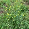 キャベツの切り株再生でタネ取り出来たものの、かなり少ないのと発芽できるかビミョーなんよ。