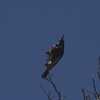 ミナミゴシキタイヨウチョウ(Southern Double-collared Sunbird)